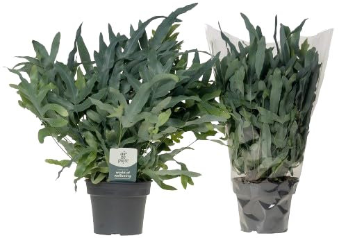 Phlebodium Blue Star - Helecho Azul - Planta de Exterior y Interior Natural