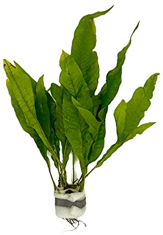 WaterPlants Fougère de Java, microsorum pteropus, perche, plante aquatique, aquarium. vert 1 Stück (1er Pack)