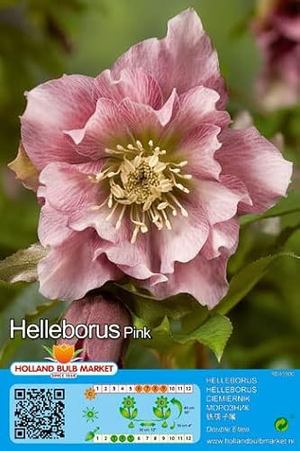 Christrosen : Christrose Schneerose Lenzrose Helleborus  Double Ellen Pink  winterhart 1 Rhizom