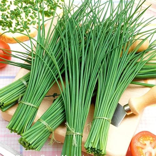Semillas de Cebollino para Cultivar Hierbas Comestibles muy Beneficiosas