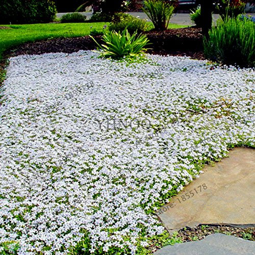 Graines de fleurs de cresson fraîches à planter en blanc paquet de 100 graines