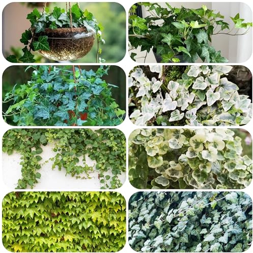 Semillas de planta interior Pothos hiedra plantas hidroponia maceta colgante macetas bonsái perennes exóticas 300pcs