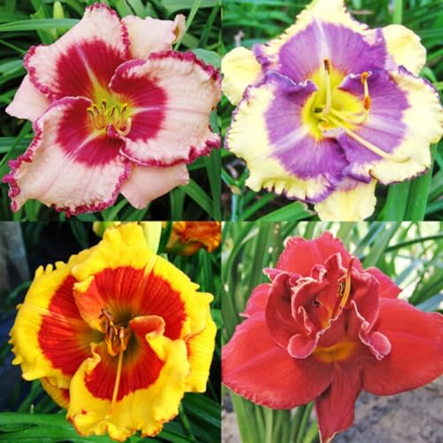 Mehrjährig Taglilien, (/Stauden/Staude/) Botanik Kollektion, BlüHend, Hemerocallis, Winterhart, Beste Sorte, Sehr trockenheitsresistent.-5Zwiebeln-B