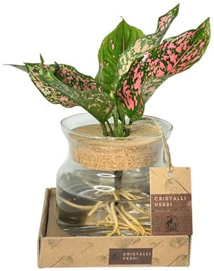I GIARDINI DI GIULIA - Aglonema Pink Beauty in Idrocultura, pianta VERA, varietà rara in elegante contenitore in vetro in elegante confezione.