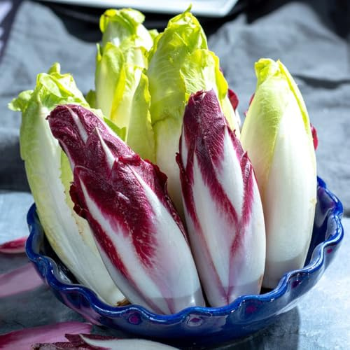 semillas de achicoria organicas balcón, cobertura del suelo, variedades antiguas 300pcs