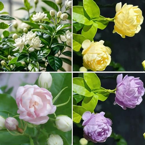 Mixrug Jasmine Flower Seeds for Planting, 150pcs Perennial Fragrant Climbing Jasmine Flower Seeds Plants, Non-GMO Heirloom Beauty Windmill Climber Flowers in Home Garden Outdoors
