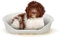 Ferplast Panier Chien Panier Chat 100% en Plastique, Respirante et Antidérapante Siesta Deluxe, 82 x 59,5 x 25 cm, Blanc