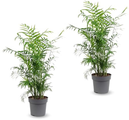 Attitude Garden - 2x Chamaedorea elegans - inomhupalm - 70–80 cm - ⌀ 17 cm - luftrenare