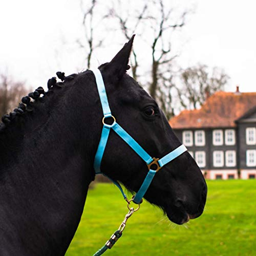 Pferdelinis Halter for Horses Warmblood, Thoroughbred, Cold Blood - Stable Halter, Pasture Halter, 2 Adjustable Positions on Chin Strap and Headpiece, Safe and Tear-Resistant (Turquoise, Shetland Pony