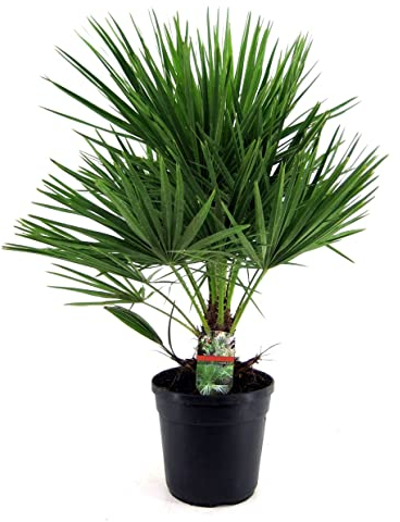 Plant in a Box - Chamaerops Humilis - Mediterrane Zwergpalme - Topf 21cm - Höhe 70-80cm