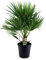 Plant in a Box - Chamaerops Humilis - Mediterrane Zwergpalme - Topf 21cm - Höhe 70-80cm