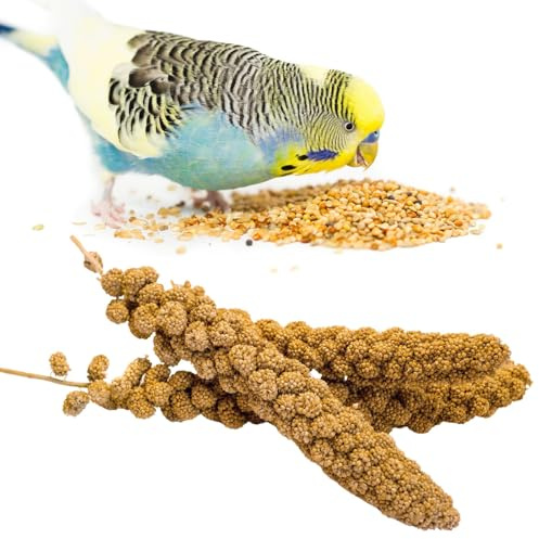 GANMHOILL Bird Seed Parakeet Food - 200 Gram Vacuum Sealed Millet Treat for Birds Parakeets Natural Sun-Dried Birds Millet for Cockatiel Budgie Finches Parrots