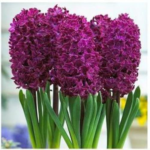 Hyazinthen zwiebeln,Winterharte Mehrjährig,Hyazinthen winterhart,Traubenhyazinthen Zwiebeln winterhart,hyazinthen duft,Hyazinthen rhizome,hyazinthenblüten,traubenhyazinthen rosa.-2zwiebeln-J