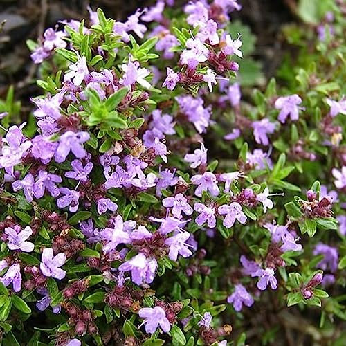 PERZOE 1000 Unids Thymus Vulgaris Semillas De Tomillo Salvaje, Salsa De Hierbas Que Hace Planta De Jardín De Especias Semillas de Timo vulgaris
