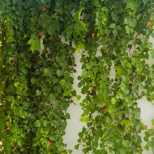 Parra virgen, enredadera de culantrillo - jardín resistentes en Parthenocissus Quinquefolia Balcón con jardín de aromáticas exótico resistente balcón 650semillas