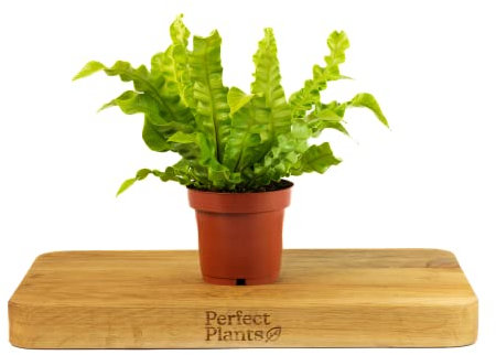 Pleated Bird's Nest Fern - Crispy Wave - Asplenium Nidus in a 12cm Pot