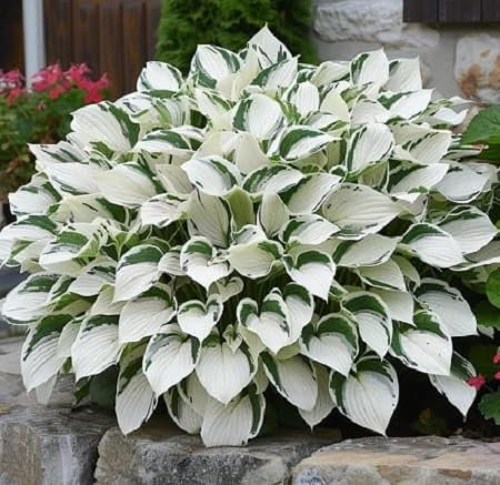 Graines de plantes Hosta fraîches et neuves, 40 pièces
