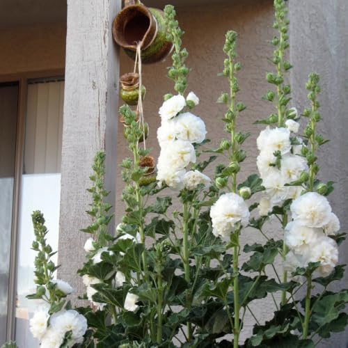 malvarosa rampicanti biologiche, primaverili semi di malvarosa selvatici da balcone decorazioni per il soggiorno con in vaso Semi di perenni, resistenti da 40semi