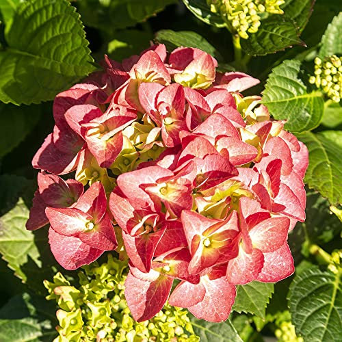 Hydrangea serrata Plant ‘Preziosa' Deciduous Hardy Shrub Mophead Pink Blooms Autumn Colour RHS AGM Easy to Grow Flowers 1 x 3.6 Litre Potted Plants by Thompson and Morgan