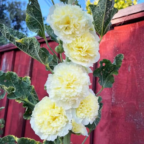 Semi di malvarosa-Molto adatti alle e agli insetti regali per gli amanti del giardino-decorazione soggiorno da appartamento-200pcs