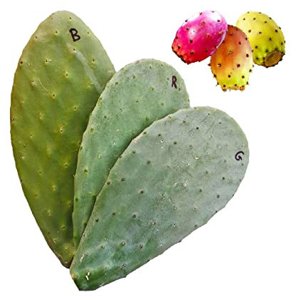 6 Pale fico d'india per talea gialla bianca rossa - Opuntia ficus indica