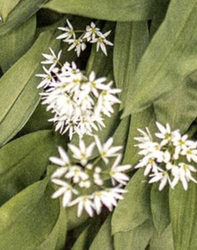 200 Seeds of Flower - Wild Garlic - Allium Ursinum