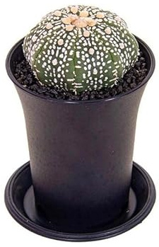 CACTUS NATURAL ASTROPHYTUM ASTERIAS M8 15CM CATUS Y SACRAS DE COLECCIÓN