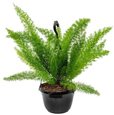 Asparagus Meyers | Foxtail Fern | Easy Care Evergreen Plant | Unusual Yet Wonderful Plant for Gardens, containers and Hanging planters