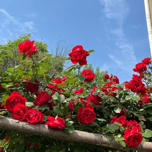 Rosas trepadoras, semillas resistentes, rosas orgánicas para parterres, decorativas para enredaderas, rosal trepador resistentes el jardín arbustos, 60pcs
