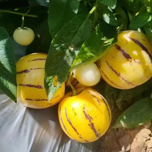 Melonenbirne pflanze winterhart samen zimmerbonsai bonsai, obstbaum topfpflanzen draußen winterhart, melonenpflanzen obstbäume indoor garten, hochbeet balkon kübelpflanzen winterhart 10pcs