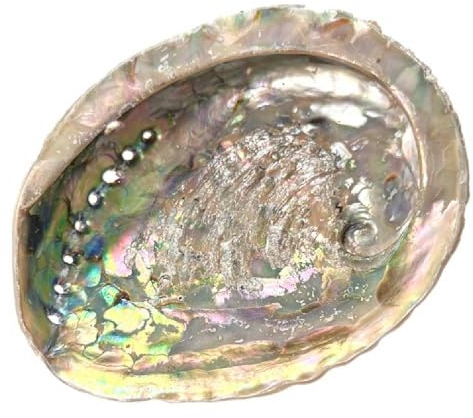 Große Abalone-Muschel (12-15cm) – Natürliche Räucherschale & Dekoration