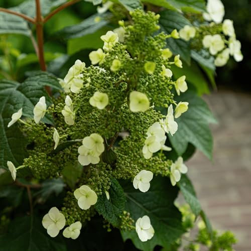 Plant in a Box - Hortensia - Hydrangea quercifolia 'Toy Soldier' - Hauteur 25-40cm - Pot 19cm - Arbuste d’extérieur - Blanc