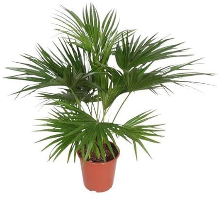 Chinesische Schirmpalme – Livistona Chinensis – Zimmerpflanze – 170cm – Ø27cm – pflegeleichte tropische Fächerpalme für Innen und Außen