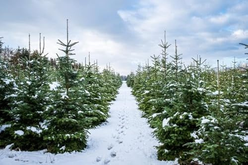 25st. Blaufichten picea pungens glauca 15-30cm Blaufichte Wurzelware Fichte Weihnachtsbaum