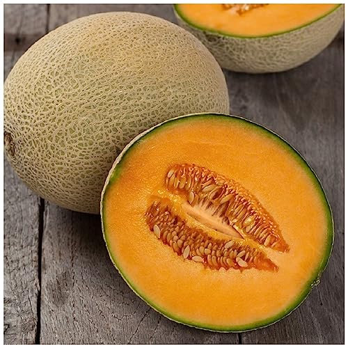 PREMIER SEEDS DIRECT - Melon Cantaloupe - Hales Best Jumbo - 80 Seeds
