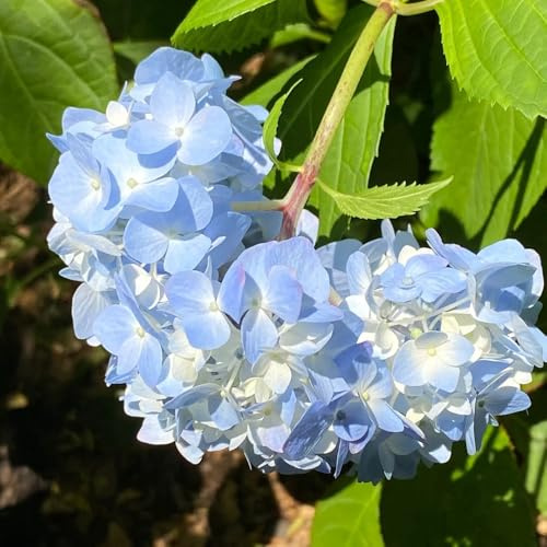 Ortensie - letto rialzato varietà tradizionali da interno d'appartamento decorazione del soggiorno rampicanti tappezzanti rampicanti da esterno in vaso 500semi
