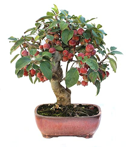 Bonsái Árbol Manzano PREMIUM Bonsái del Mediterráneo Muy Original