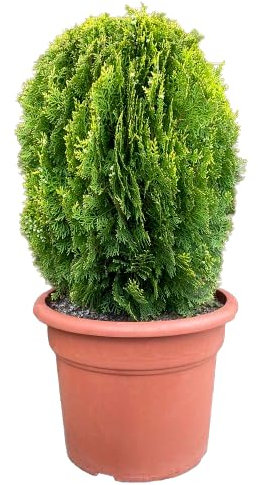 Tuya del Canadá Planta de Exterior Fácil de Cuidar - Arbusto Natural