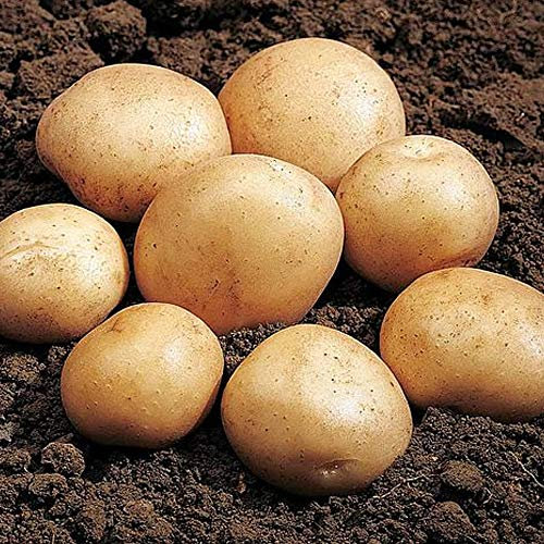 10 Pcs Seed Potatoes - Easy to Grow Finest Varieties - for Your Beautiful Kitchen Garden (Rocket)