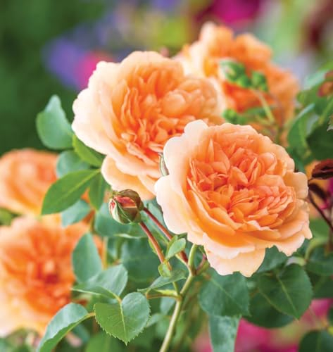 Englische Rose Dame Judi Dench ® (Container)