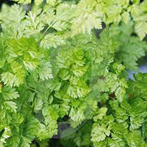 Graines de cerfeuil, Heirloom, biologique, sans OGM, 1000+ cerfeuil Seeds,