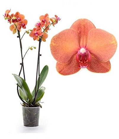 Real Live Phalaenopsis Orchid Plants, Orange Blooms Variety Surf Song