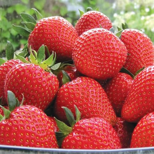 Carbeth Plants 12x Strawberry Sweetheart Bare Root Plants