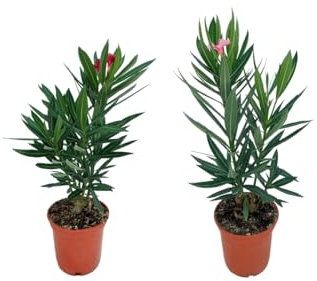Set de DOS Arbustos de Adelfa Naturales Nerium Oleander Planta de Exterior