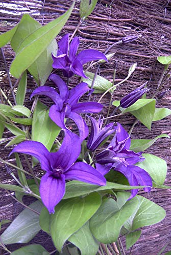 Clématite SAPHYRA® Indigo 'cleminov 51'