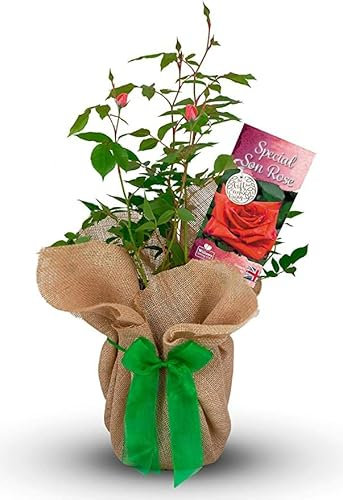 Rose Bush 'Special Son' - Gorgeous Gift for Your Special Son - Gift Rose Bush for The Garden
