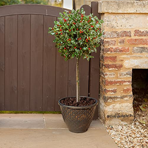 YouGarden Holly Tree Ilex Meserveae 'Blue Maid' Standard Potted Tree, Supplied 80cm Tall, Instant Impact