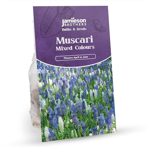 Muscari Mixed Colours (40 Bulbs) Grape Hyacinth by Jamieson Brothers