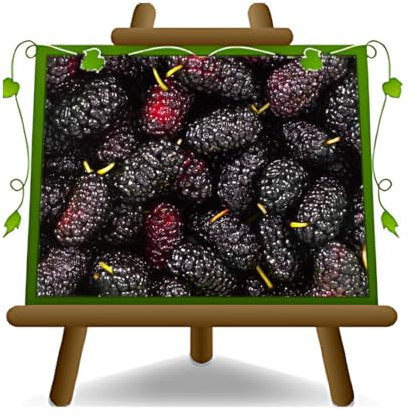 Mûres noires plante fruitière vieux sur un pot de 20-170 cm max - 2 ans