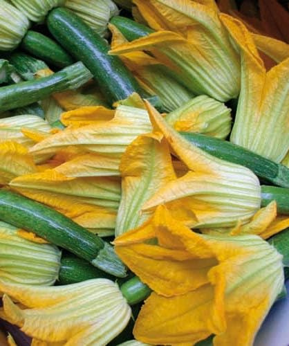 Set 3 Semi di Zucchino da Fiore - Varietà Precoce e Vigorosa - 6 g - Produzione Abbondante di Fiori Gialli - Ideale per Cucina e Orto